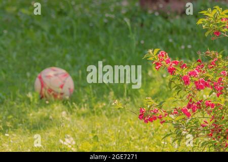 Ein Fußball in einem Garten des Hauses. Im Vordergrund rosa Blüten. Konzept des Sports im Freien. Stockfoto