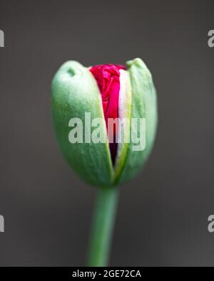 Junge grüne Mohnknospe mit roten Blütenblättern im Inneren. Makrofotografie Stockfoto