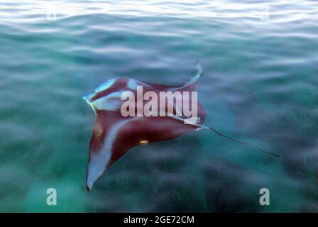 Manta ray schwimmt auf Hawaii Stockfoto