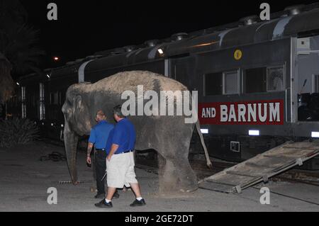 Ringling Bros. Und Barnum & Bailey Elefanten laufen nach dem Aussteigen aus dem Zug in San Diego, Kalifornien, zur Show-Location Stockfoto