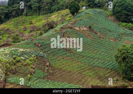 Gemüsefelder in der Nähe des Dorfes Bajo Grande in der Nähe des Vulkans Baru, Panama Stockfoto