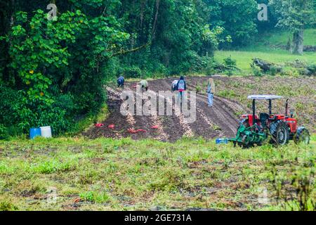 BAJO GRANDE, PANAMA - 26. MAI 2016: Arbeiter auf Gemüsefeldern in der Nähe des Dorfes Bajo Grande in der Nähe des Vulkans Baru, Panama Stockfoto