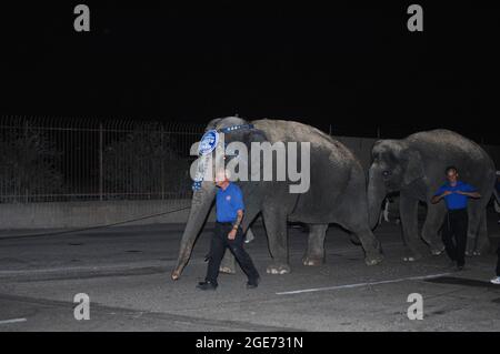 Ringling Bros. Und Barnum & Bailey Elefanten laufen nach dem Aussteigen aus dem Zug in San Diego, Kalifornien, zur Show-Location Stockfoto