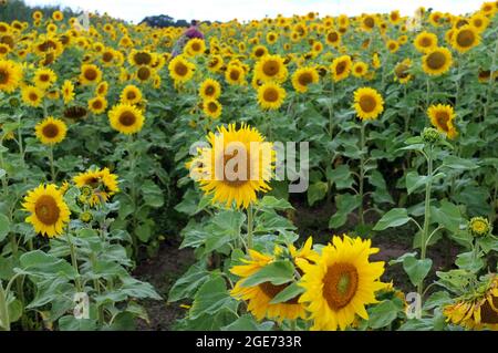 Ein Sonnenblumenfeld in Norfolk, England Stockfoto