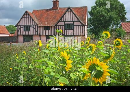 Ein rosafarbenes Bauernhaus in Suffolk, England Stockfoto