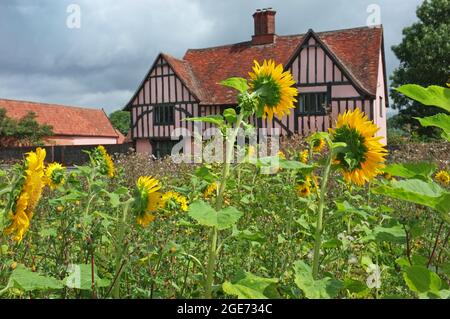 Ein rosafarbenes Bauernhaus in Suffolk, England Stockfoto