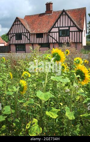 Ein rosafarbenes Bauernhaus in Suffolk, England Stockfoto