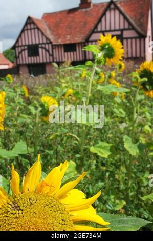 Ein rosafarbenes Bauernhaus in Suffolk, England Stockfoto