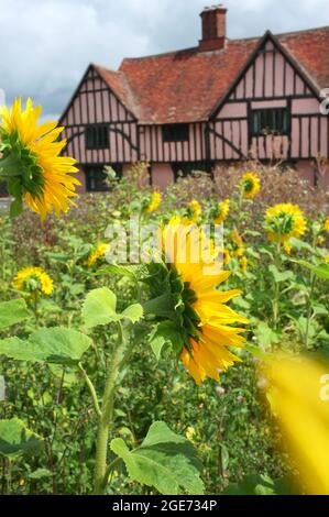 Ein rosafarbenes Bauernhaus in Suffolk, England Stockfoto