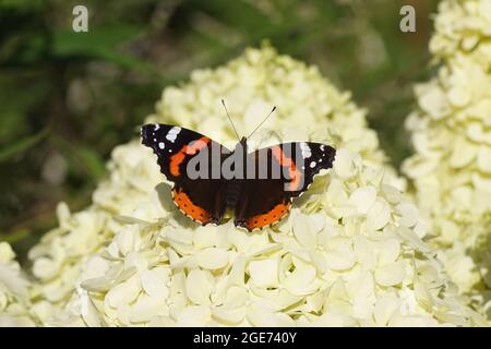 Rotadmiral (Vanessa atalanta), Familie Nymphalidae auf verblassten lindgrünen Blüten von Hortensia (Hydrangea paniculata Limelight), Familie Hydrangeaceae. Stockfoto