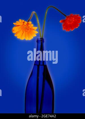 FLORA: Gerbera oder Barbeton Daisy (Lat: Gerbera Jamesonii) Stockfoto
