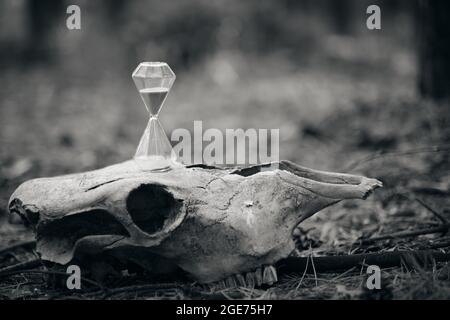Sanduhr auf dem Schädel des Pferdes, das Konzept der Zeit ist flüchtig. Stockfoto
