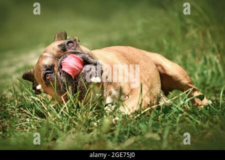 Lustige französische Bulldogge Hund leckt Nase beim Rollen im Gras Stockfoto