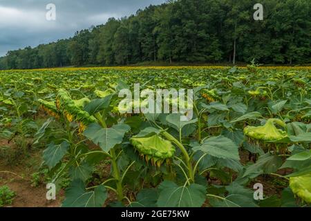 Die Sonnenblumenernte auf einem Feld ist bereit, an einem bewölkten Tag in aut eine Nahaufnahme der sich verbiegenden Samenköpfe mit den Wäldern im Hintergrund zu ernten Stockfoto