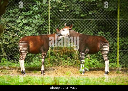 Okapi, Okapia Johnstoni, Männchen mit Weibchen Stockfoto