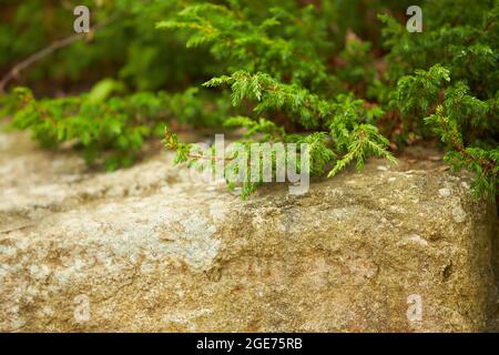 Japanische Zeder-Globosa Nana - lateinischer Name - Cryptomeria japonica globosa Nana auf Felsen. Stockfoto