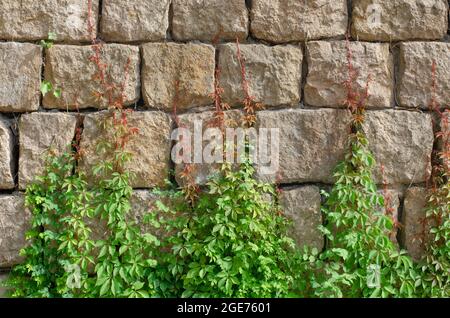 Verschiedene Zweige mit grünen und roten Tönen klettern auf eine Steinmauer. Pflanze wächst auf einer Steinmauer im Sommer Stockfoto