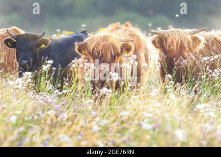 Wunderschöne Hochlandrinder auf einer Blumenwiese bei Sonnenaufgang in Norfolk. Starrte die Kamera mit Hörnern in einer Gruppe an Stockfoto