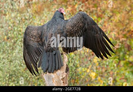 Turkey Vulture (Cathartes Aura), auf einem Stumpf im Feld, Early Autumn, E N. America, von Skip Moody/Dembinsky Photo Assoc Stockfoto