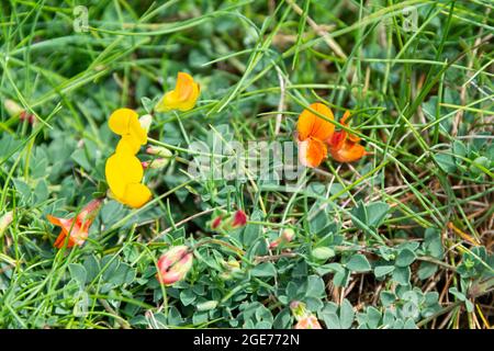 Die Blüten des Vogelfußtrefoils (Lotus corniculatus) Stockfoto
