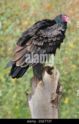 Turkey Vulture (Cathartes Aura), auf einem Stumpf im Feld, Early Autumn, E N. America, von Skip Moody/Dembinsky Photo Assoc Stockfoto