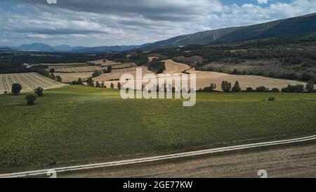 Landwirtschaftliche Betriebe von Weizen und Sonnenblumen in Burgos, Castilla und Leon, Spanien Stockfoto