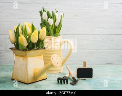 Frühlingsblumen in einer Yelow-Vase und Gießkanne und Gartengeräte liegen auf blauem Beton-Hintergrund Stockfoto