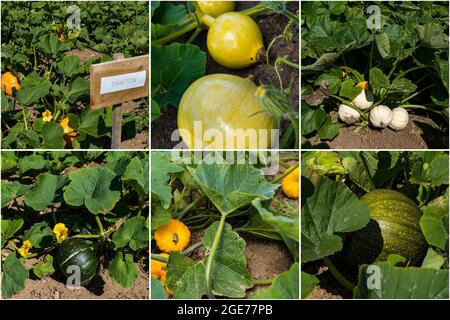 East Lothian, Schottland, Vereinigtes Königreich, 17. August 2021. Wetter in Großbritannien: Landwirtschaftliche Nutzpflanzen bei Sonnenschein. Im Bild: Auf der Kilduff Farm, die jeden Oktober einen Kürbispflaster öffnet, reifen verschiedene kulinarische Kürbisse zur Ernte. (Von oben links im Uhrzeigersinn: Traktor, Orange Smoothie, Casperita, Kabocha, Jill Be Little und Jack O'Lantern) Stockfoto