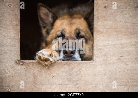 Trauriger Schäferhund auf einer Kette, die in einer Kabine sitzt Stockfoto