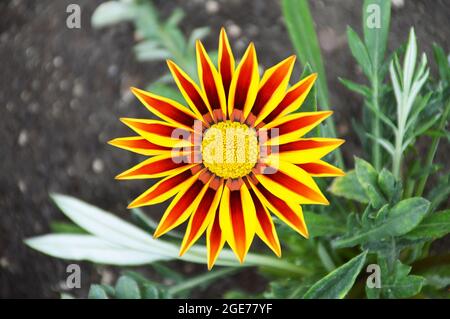 Blick von oben auf die Blume von Gazania oder die afrikanische Gänseblümchen im Sommergarten Stockfoto