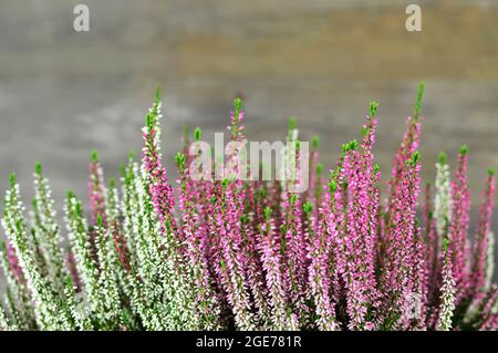 Heidekraut Blumen auf Holz Hintergrund. Rosafarbene und weiße Calluna vulgaris-Grenze Stockfoto