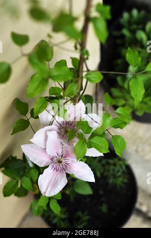 Rosa Clematis im Blumentopf Stockfoto