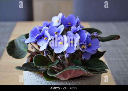 Nahaufnahme von afrikanischen violetten Blüten Stockfoto