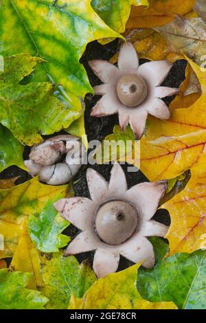 Colrared Earthstar Mushrooms (Geastrum Triplex), Forest floor, Autumn, E USA, von Skip Moody/Dembinsky Photo Assoc Stockfoto