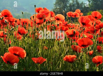 Feld von roten Mohnblumen in Blüte Stockfoto