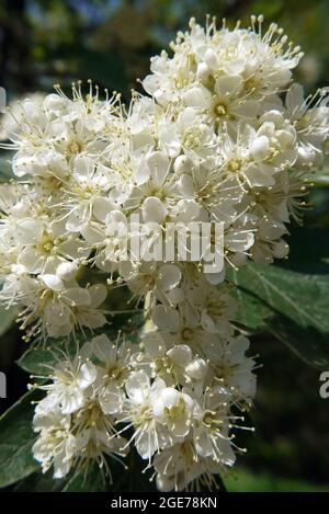 Sorbus, Mehlbeeren, Sorbus borbasii, Borbás-berkenye, Ungarn, Magyarország, Europa Stockfoto