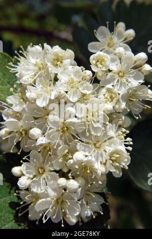 Sorbus, Mehlbeeren, Sorbus borbasii, Borbás-berkenye, Ungarn, Magyarország, Europa Stockfoto