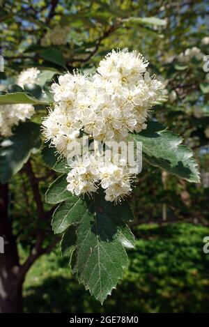 Sorbus, Mehlbeeren, Sorbus borbasii, Borbás-berkenye, Ungarn, Magyarország, Europa Stockfoto