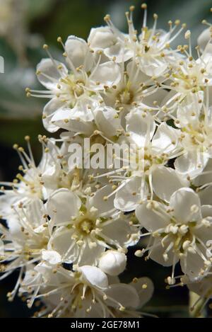 Sorbus, Mehlbeeren, Sorbus borbasii, Borbás-berkenye, Ungarn, Magyarország, Europa Stockfoto