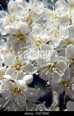 Sorbus, Mehlbeeren, Sorbus borbasii, Borbás-berkenye, Ungarn, Magyarország, Europa Stockfoto