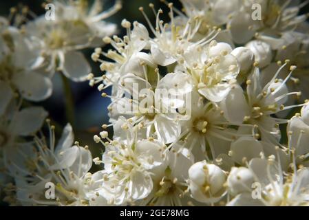 Sorbus, Mehlbeeren, Sorbus borbasii, Borbás-berkenye, Ungarn, Magyarország, Europa Stockfoto