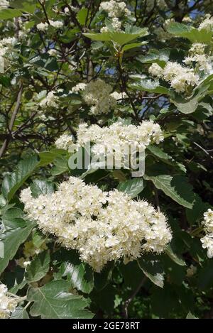 Sorbus, Mehlbeeren, Sorbus borbasii, Borbás-berkenye, Ungarn, Magyarország, Europa Stockfoto