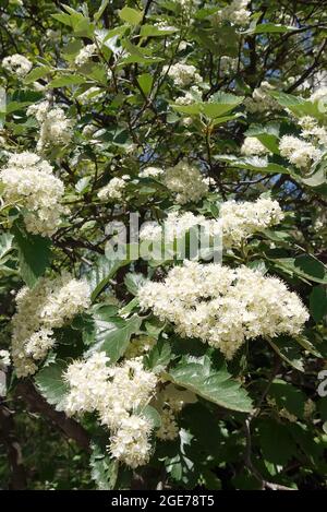 Sorbus, Mehlbeeren, Sorbus borbasii, Borbás-berkenye, Ungarn, Magyarország, Europa Stockfoto