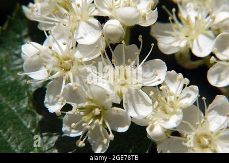 Sorbus, Mehlbeeren, Sorbus borbasii, Borbás-berkenye, Ungarn, Magyarország, Europa Stockfoto