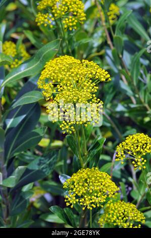 Strauchiges Hasenohr, Bupleurum fruticosum, cserjés buvákfű, Europa Stockfoto