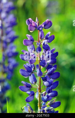 Großblättrige Lupine, großblättrige Lupine, vielblättrige Lupine, Lupinus polyphyllus, erdei csillagfürt, Estland, Europa Stockfoto