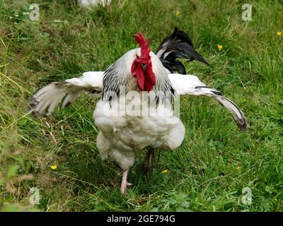 Leichter Sussex-Hahn oder Hahn in einem Hühnerlauf mit Gras. Light Sussex sind ein doppeltes Hähnchen (Ei und Fleisch) aus römischer Zeit. Stockfoto