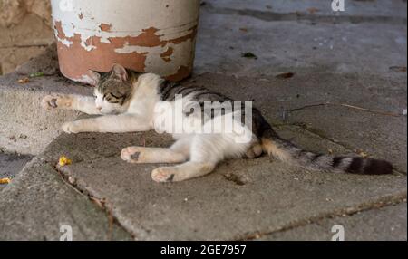 Graue und weiße Katze, die auf dem Betonboden ruht. Nahaufnahme. Details. Stockfoto