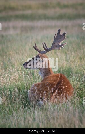 Junger Hirsch, der im Gras ruht Stockfoto