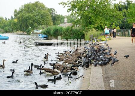 Enten entlang des Serpentine Lake im Hyde Park, London, England, Großbritannien Stockfoto